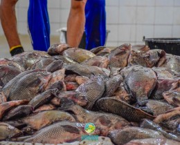 Imagem 14 do post Prefeitura de Senador Rui Palmeira distribui 8 mil kg de peixes na Semana Santa