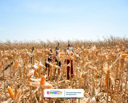 Imagem 19 do post Prefeituras de Senador Rui Palmeira e Carneiros realizam o 1º Dia de Campo de Produção de Milho