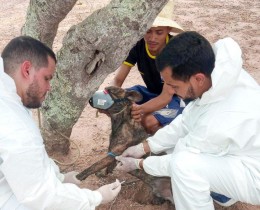 Imagem 4 do post Técnicos da  SESAU estiveram no município realizando trabalho de campo para prevenção da Febre Maculosa